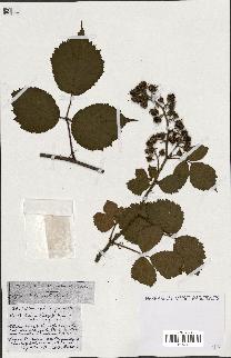 spécimen de Rubus ass-rub
