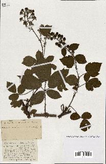 spécimen de Rubus ass-rub