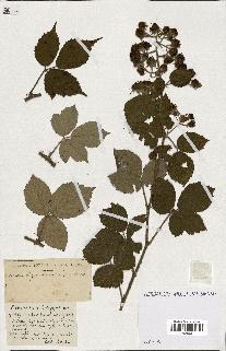 spécimen de Rubus ass-rub