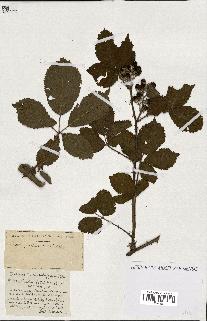spécimen de Rubus ass-rub
