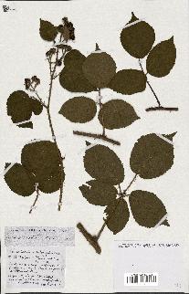 spécimen de Rubus ass-rub