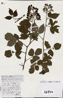 spécimen de Rubus ass-rub
