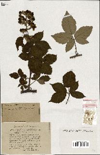 spécimen de Rubus ass-rub