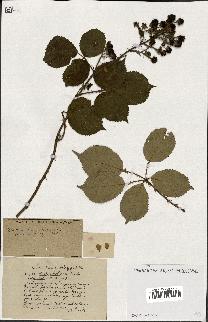 spécimen de Rubus ass-rub