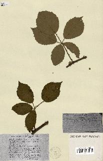 spécimen de Rubus ass-rub