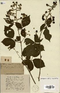 spécimen de Rubus ass-rub