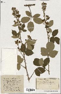 spécimen de Rubus ass-rub