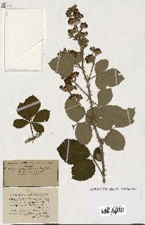 spécimen de Rubus ass-rub