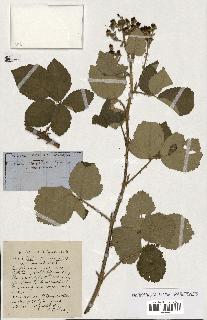 spécimen de Rubus ass-rub