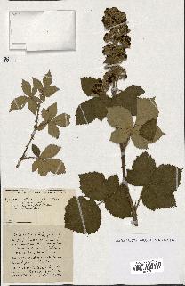 spécimen de Rubus ass-rub