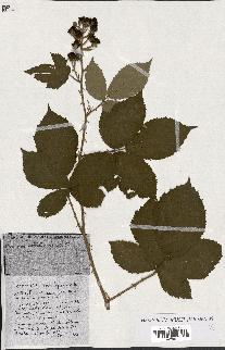 spécimen de Rubus ass-rub