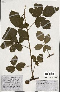 spécimen de Rubus ass-rub