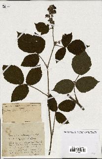 spécimen de Rubus ass-rub