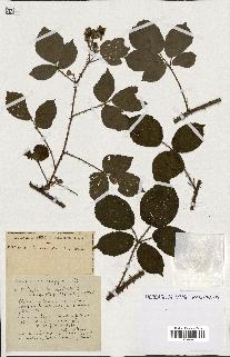 spécimen de Rubus ass-rub