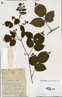spécimen de Rubus ass-rub