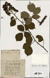 spécimen de Rubus ass-rub