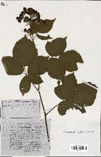 spécimen de Rubus ass-rub
