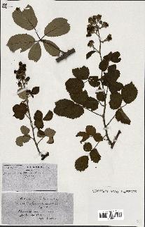 spécimen de Rubus ass-rub