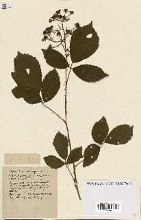 spécimen de Rubus ass-rub