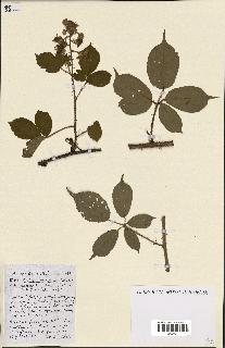 spécimen de Rubus ass-rub