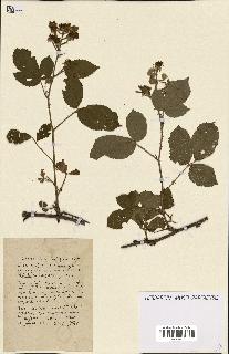 spécimen de Rubus ass-rub