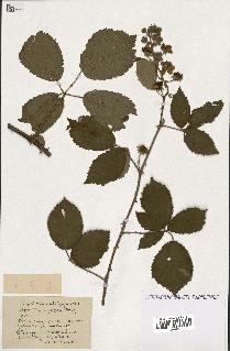 spécimen de Rubus ass-rub