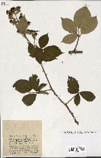 spécimen de Rubus ass-rub