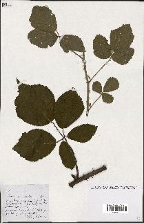 spécimen de Rubus ass-rub