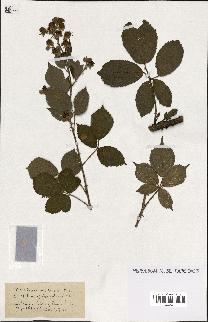 spécimen de Rubus ass-rub