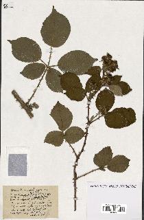 spécimen de Rubus ass-rub