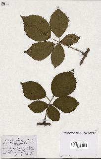 spécimen de Rubus ass-rub