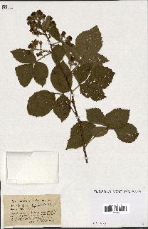 spécimen de Rubus ass-rub
