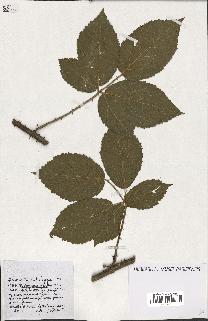 spécimen de Rubus ass-rub