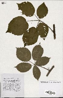 spécimen de Rubus ass-rub