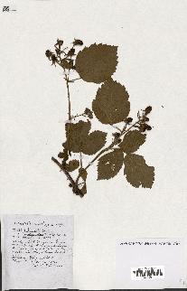 spécimen de Rubus ass-rub