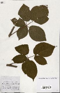 spécimen de Rubus ass-rub