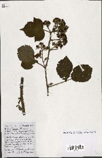 spécimen de Rubus ass-rub