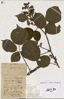 spécimen de Rubus ass-rub