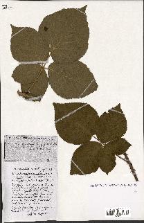 spécimen de Rubus ass-rub