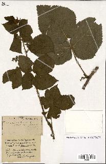 spécimen de Rubus ass-rub