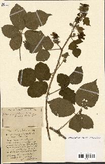 spécimen de Rubus ass-rub