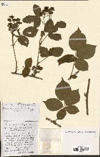 spécimen de Rubus ass-rub