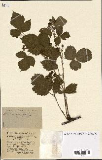 spécimen de Rubus ass-rub