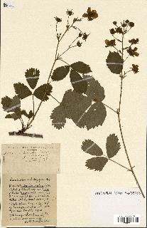 spécimen de Rubus ass-rub