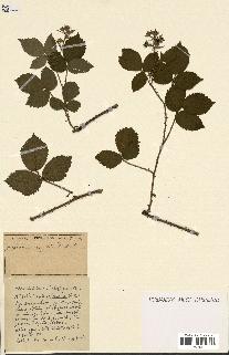 spécimen de Rubus ass-rub