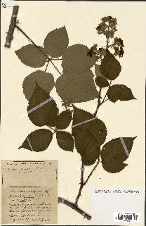 spécimen de Rubus ass-rub