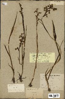 spécimen de Orchis laxiflora