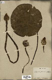 spécimen de Euryale ferox
