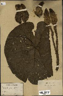 spécimen de Euryale ferox