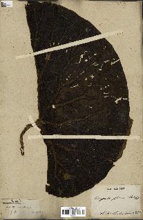 spécimen de Euryale ferox